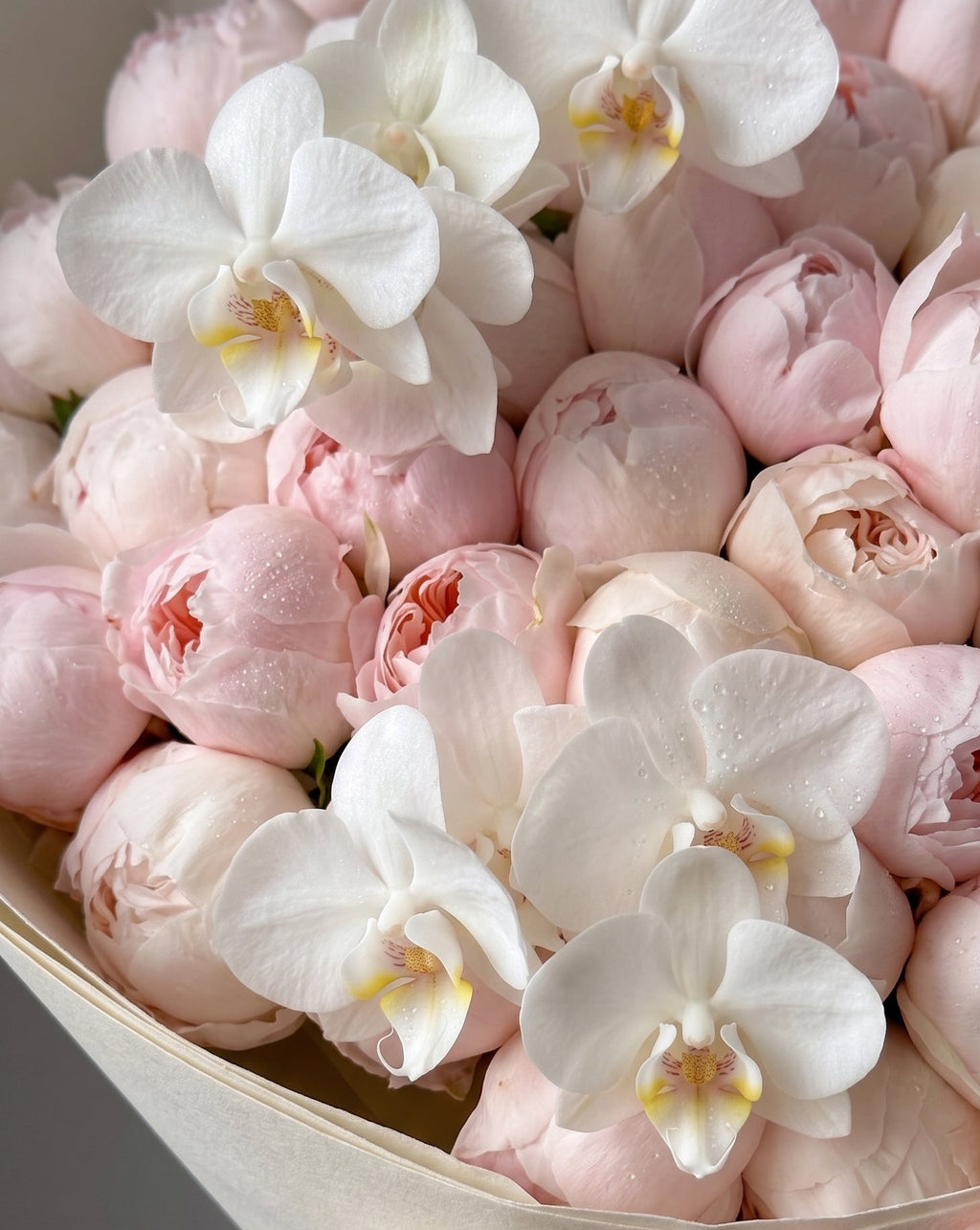 Peony Dream